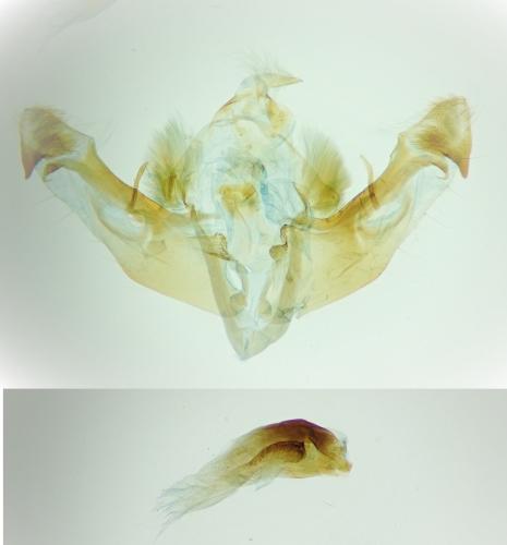 Mniotype solieri